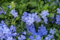 Plumbago auriculata blue flowering tropical plants, cape leadwort five petals flowers in bloom Royalty Free Stock Photo