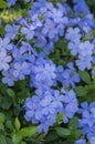 Plumbago auriculata blue flowering tropical plants, cape leadwort five petals flowers in bloom Royalty Free Stock Photo