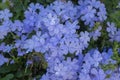 Plumbago auriculata blue flowering tropical plants, cape leadwort five petals flowers in bloom Royalty Free Stock Photo