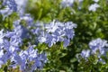 Plumbago auriculata blue flowering tropical plants, cape leadwort five petals flowers in bloom Royalty Free Stock Photo