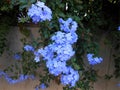 Plumbago Auriculata or Blue Jasmine flowers Royalty Free Stock Photo