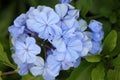 Plumbago auriculata, Blue Plumbago, Cape leadwort Royalty Free Stock Photo