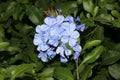 Plumbago auriculata, Blue Plumbago, Cape leadwort Royalty Free Stock Photo