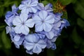 Plumbago auriculata, Blue Plumbago, Cape leadwort Royalty Free Stock Photo