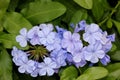 Plumbago auriculata, Blue Plumbago, Cape leadwort Royalty Free Stock Photo