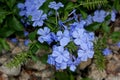 Plumbago auriculata, Blue Plumbago, Cape leadwort Royalty Free Stock Photo