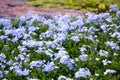 Plumbago auriculata