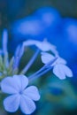 Plumbago Auriculata or Cape Leadwort blue flower Royalty Free Stock Photo