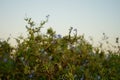 Plumbago auriculata, the cape leadwort, blue plumbago or Cape plumbago, is a species of flowering plant. Kolimpia, Rhodes, Greece Royalty Free Stock Photo