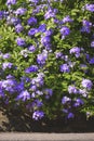 Plumbago Auriculata or cape leadwort bush are blooming on sidewalk in public park area Royalty Free Stock Photo