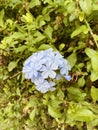 Plumbago auriculata or the cape leadwort light blue flowers on a green leaves background Royalty Free Stock Photo