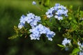 Plumbago auriculata. Cape plumbago also known as cape leadwort or blue plumbago. Royalty Free Stock Photo