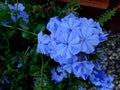 Plumbago auriculata, Cape plumbago Royalty Free Stock Photo