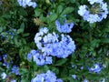 Plumbago auriculata, Cape plumbago Royalty Free Stock Photo