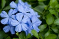 Plumbago Auriculata Colorful flowers Royalty Free Stock Photo