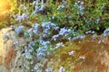 Plumbago Auriculata , commonly known as Plumbago Capensis. Tropical evergreen, flowering shrub Royalty Free Stock Photo