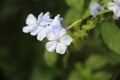 Plumbago auriculata flower in bloom in a garden, selective focus. Royalty Free Stock Photo