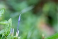 Plumbago auriculata flower bud Royalty Free Stock Photo