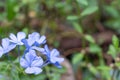 Plumbago auriculata flower Royalty Free Stock Photo