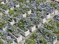 Plumbago auriculata flower in nature garden Royalty Free Stock Photo