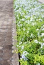 Plumbago auriculata flower in nature garden Royalty Free Stock Photo