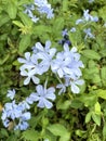 Plumbago auriculata flower in nature garden Royalty Free Stock Photo