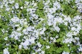 Plumbago auriculata flower in nature garden Royalty Free Stock Photo