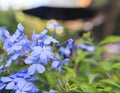 Plumbago auriculata flowers blur background Royalty Free Stock Photo