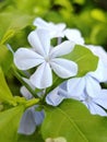 Plumbago auriculata flowers in the garden Royalty Free Stock Photo