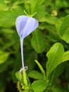 Plumbago auriculata flowers in the garden Royalty Free Stock Photo