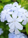 Plumbago auriculata flowers in the garden Royalty Free Stock Photo