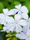 Plumbago auriculata flowers in the garden Royalty Free Stock Photo