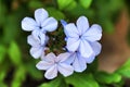Plumbago Auriculata flowers in the garden Royalty Free Stock Photo