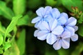 Plumbago Auriculata flowers in the garden Royalty Free Stock Photo