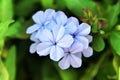 Plumbago Auriculata flowers in the garden Royalty Free Stock Photo