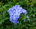 Plumbago auriculata flowers in the garden. Royalty Free Stock Photo