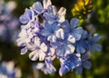 Plumbago auriculata flowers growing in a garden under the sunlight with a blurry background Royalty Free Stock Photo