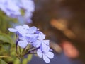 Plumbago auriculata flowers soft blur background Royalty Free Stock Photo