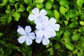 Plumbago auriculata Lam Royalty Free Stock Photo