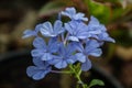 Plumbago auriculata Lam. Royalty Free Stock Photo