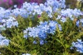 Plumbago auriculata Lam. Royalty Free Stock Photo