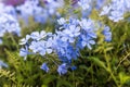 Plumbago auriculata Lam. , Royalty Free Stock Photo