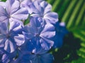 Plumbago auriculata Lam. , widely known as Plumbago Capensis. Other common names: Cape Plumbago, Cape Leadwort, and Blue Plumbago Royalty Free Stock Photo