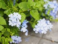 Plumbago auriculata LamK Plumbaginaceae Leadwort, capensis Thunb Indigo or blue color flower blooming in garden on nature Royalty Free Stock Photo