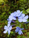 Plumbago Auriculata, Natural Flower, Royalty Free Stock Photo