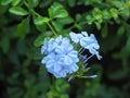 Plumbago auriculata& x28;cape leadwort& x29; in a garden. Beautiful flowers are blooming Royalty Free Stock Photo