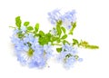 Plumbago auticulata or leadwort isolated on white background