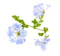 Plumbago auticulata or leadwort isolated on white background Royalty Free Stock Photo