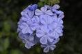 Plumbago Royalty Free Stock Photo