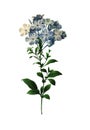 Plumbago caerulea